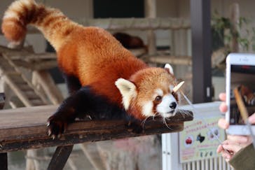 秋吉台自然動物公園 サファリランドに投稿された画像（2020/12/13）