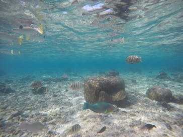 武藤潜水に投稿された画像（2020/12/13）