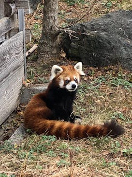 秋吉台自然動物公園 サファリランドに投稿された画像（2020/12/13）