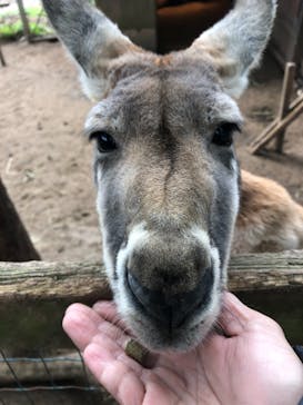 秋吉台自然動物公園 サファリランドに投稿された画像（2020/12/13）