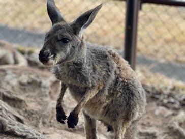 秋吉台自然動物公園 サファリランドに投稿された画像（2020/12/13）