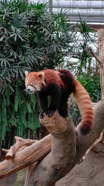 神戸どうぶつ王国に投稿された画像（2020/12/13）