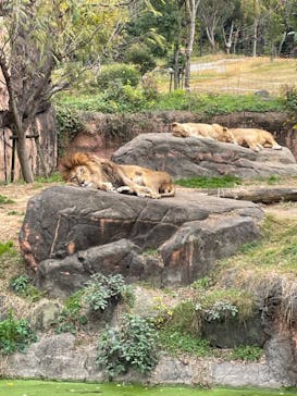 天王寺動物園に投稿された画像（2020/12/13）