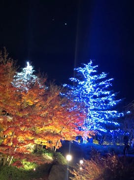 なばなの里に投稿された画像（2020/12/13）