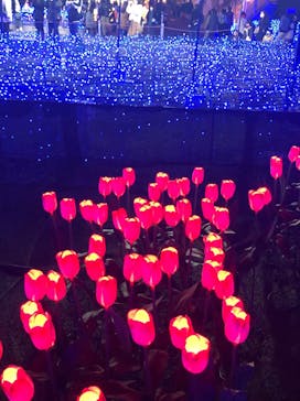 なばなの里に投稿された画像（2020/12/13）