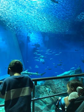 アクアワールド茨城県大洗水族館に投稿された画像（2020/12/13）