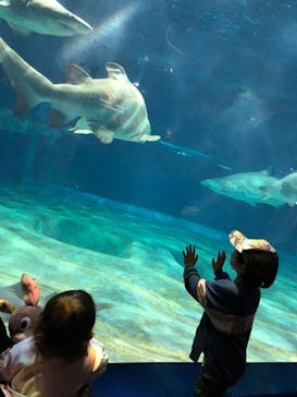アクアワールド茨城県大洗水族館に投稿された画像（2020/12/13）