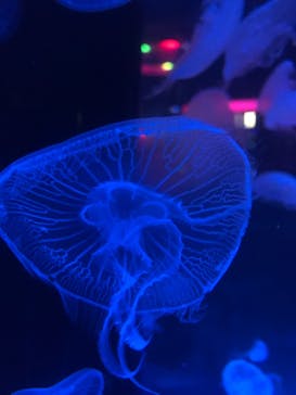 マクセル アクアパーク品川に投稿された画像（2020/12/13）