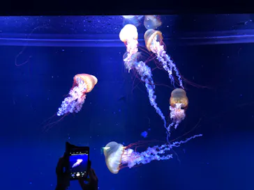 すみだ水族館に投稿された画像（2020/12/13）