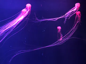 すみだ水族館に投稿された画像（2020/12/13）