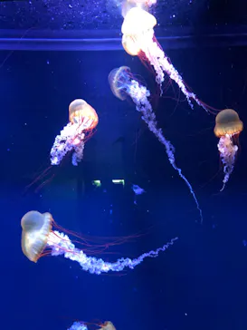 すみだ水族館に投稿された画像（2020/12/13）