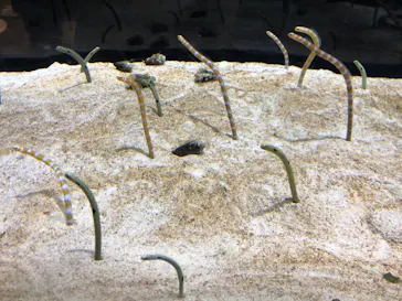 すみだ水族館に投稿された画像（2020/12/13）