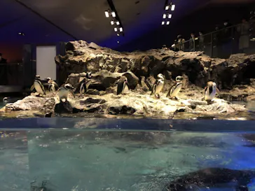 すみだ水族館に投稿された画像（2020/12/13）