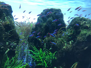 すみだ水族館に投稿された画像（2020/12/13）