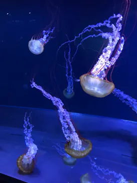 すみだ水族館に投稿された画像（2020/12/13）