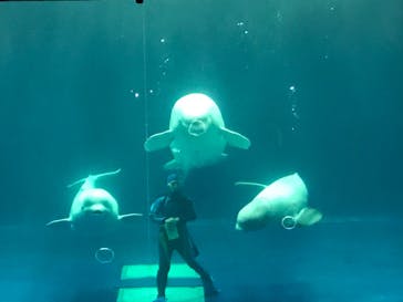 島根県立 しまね海洋館に投稿された画像（2020/12/13）