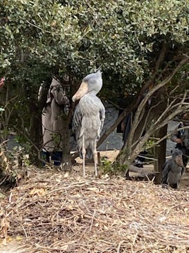 神戸どうぶつ王国に投稿された画像（2020/12/13）