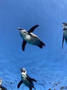 サンシャイン水族館に投稿された画像（2020/12/13）