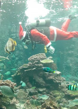 串本海中公園水族館に投稿された画像（2020/12/13）