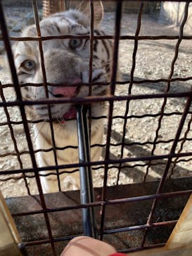 群馬サファリパークに投稿された画像（2020/12/13）