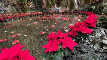 なばなの里に投稿された画像（2020/12/13）