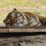 秋吉台自然動物公園 サファリランドに投稿された画像（2020/12/13）