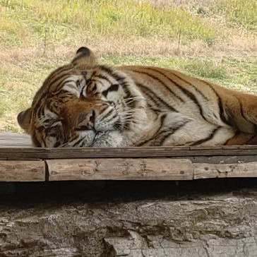 秋吉台自然動物公園 サファリランドに投稿された画像（2020/12/13）