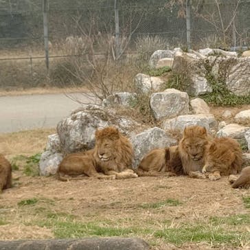 秋吉台自然動物公園 サファリランドに投稿された画像（2020/12/13）