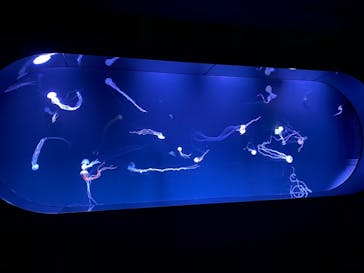 サンシャイン水族館に投稿された画像（2020/12/13）