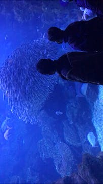 京都水族館に投稿された画像（2020/12/13）