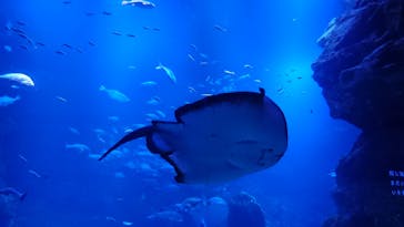 京都水族館に投稿された画像（2020/12/13）
