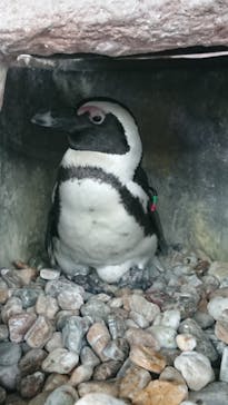 京都水族館に投稿された画像（2020/12/13）