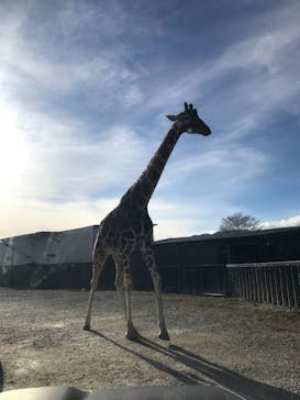 那須サファリパークに投稿された画像（2020/12/13）