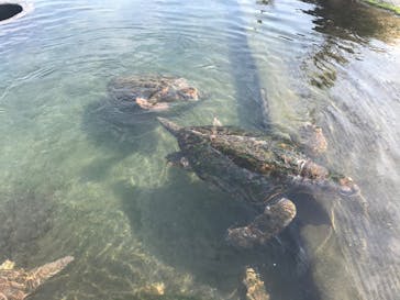 串本海中公園水族館に投稿された画像（2020/12/13）