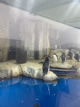 仙台うみの杜水族館に投稿された画像（2020/12/13）