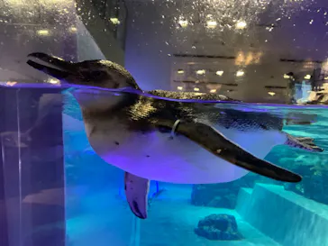 すみだ水族館に投稿された画像（2020/12/13）