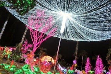 美らヤシパークオキナワ・東南植物楽園に投稿された画像（2020/12/13）