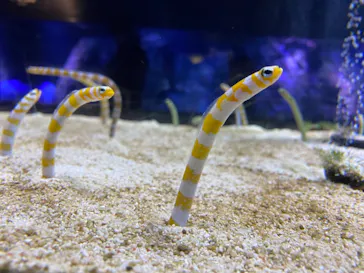 すみだ水族館に投稿された画像（2020/12/13）