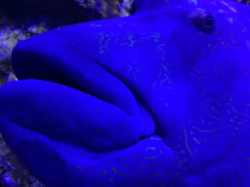 すみだ水族館に投稿された画像（2020/12/13）