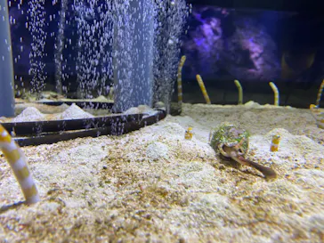 すみだ水族館に投稿された画像（2020/12/13）