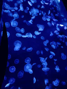 すみだ水族館に投稿された画像（2020/12/13）