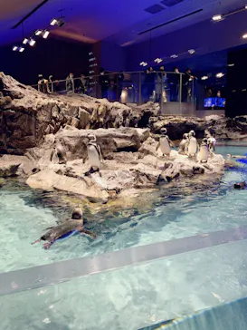 すみだ水族館に投稿された画像（2020/12/13）