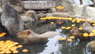 伊豆シャボテン動物公園に投稿された画像（2020/12/13）