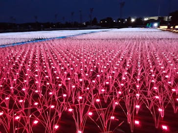 東京メガイルミに投稿された画像（2020/12/13）