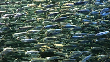 サンシャイン水族館に投稿された画像（2020/12/13）