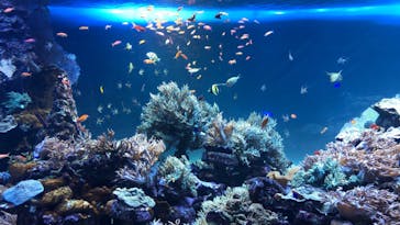 サンシャイン水族館に投稿された画像（2020/12/13）