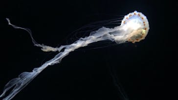 サンシャイン水族館に投稿された画像（2020/12/13）