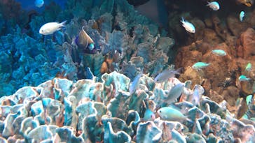 サンシャイン水族館に投稿された画像（2020/12/13）