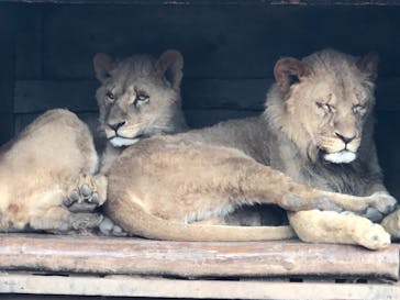 秋吉台自然動物公園 サファリランドに投稿された画像（2020/12/13）