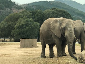 秋吉台自然動物公園 サファリランドに投稿された画像（2020/12/13）